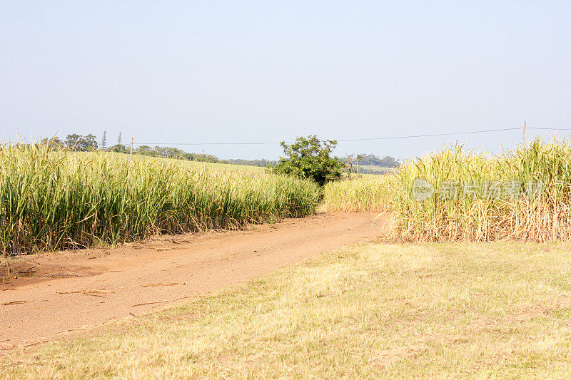 南非夸祖鲁-纳塔尔省的甘蔗