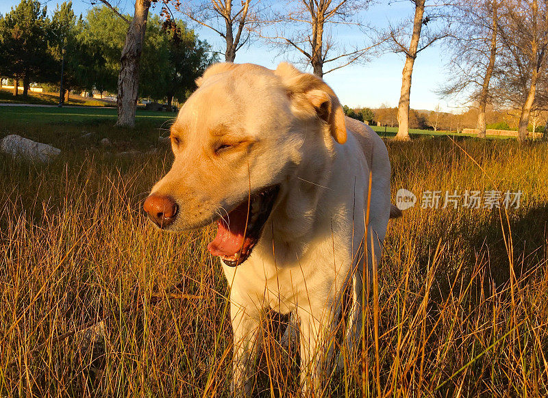 拉布拉多寻回犬