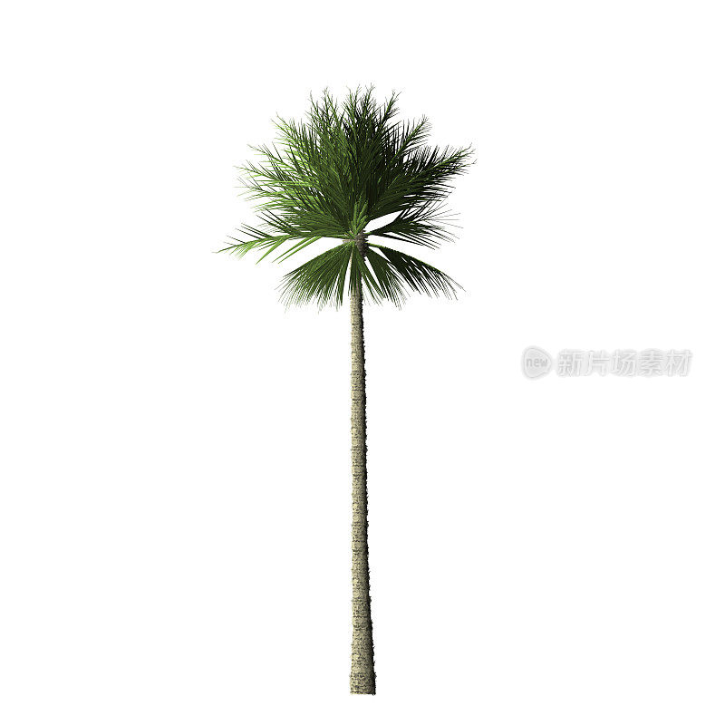 棕榈树-数字绘画