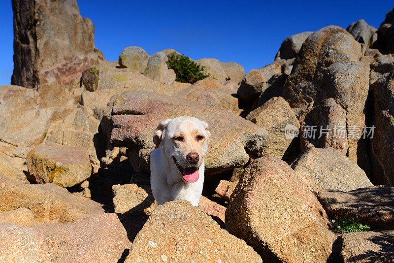 拉布拉多寻回犬