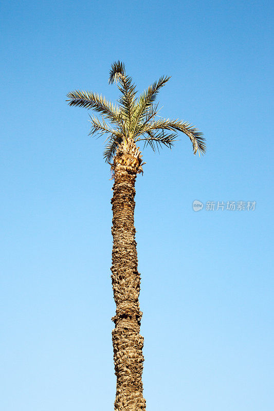 低角棕榈树