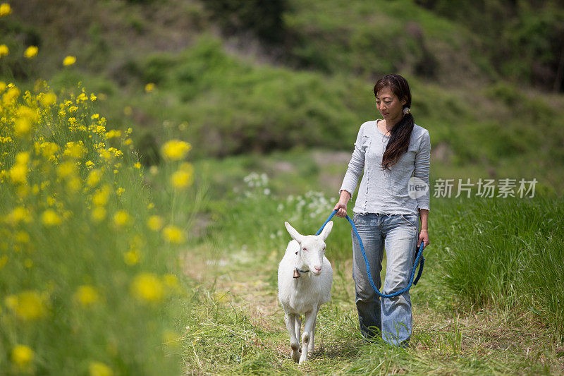 一位中年妇女在有机农场遛她的宠物山羊