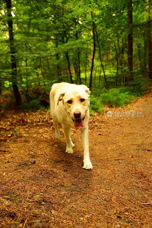 拉布拉多寻回犬