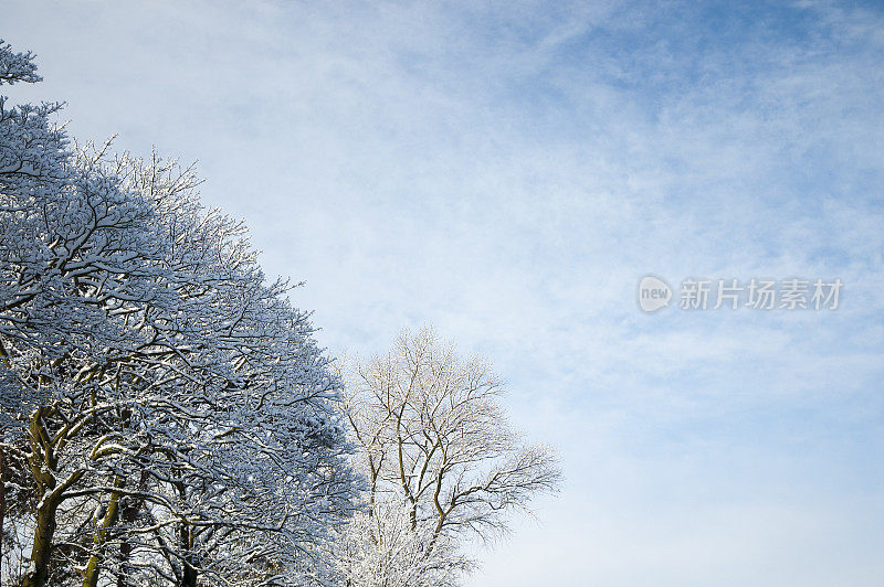 雪覆盖的树木