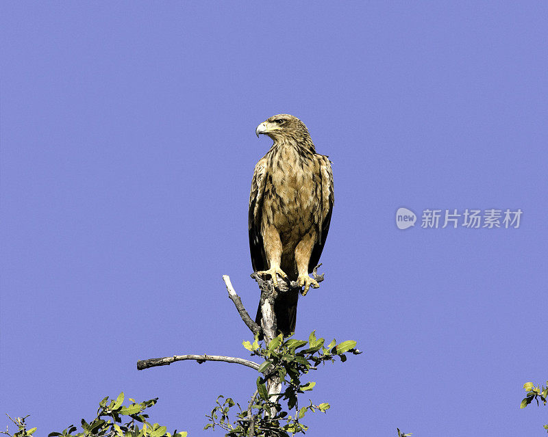 非洲鹰