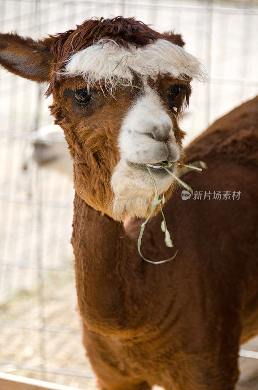 羊驼吃零食