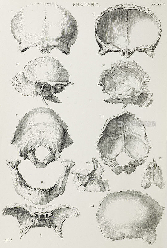 颅骨，人体解剖1812年，古董雕刻
