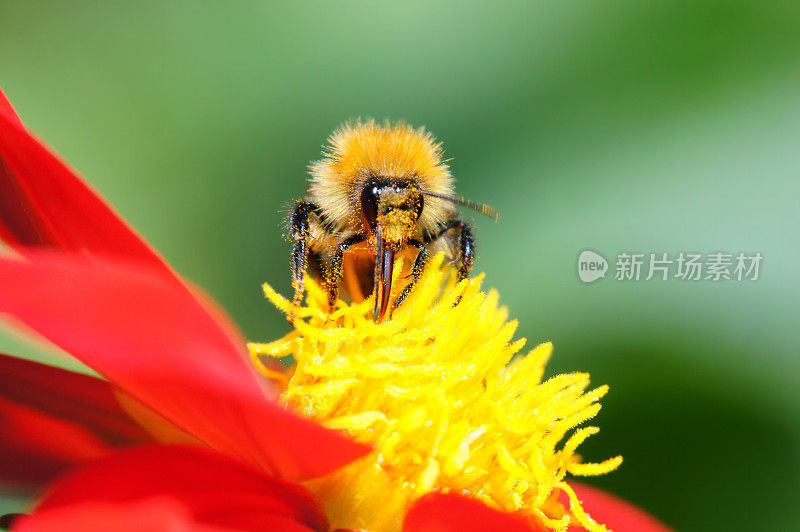 大黄蜂在大丽花上