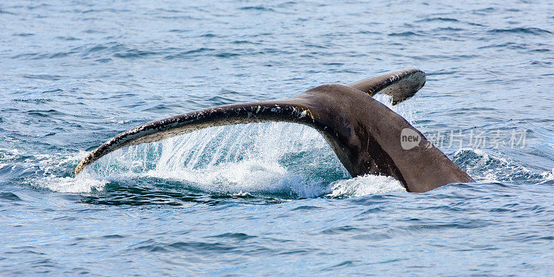 座头鲸潜水