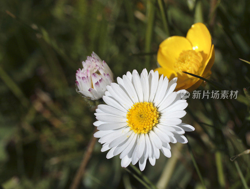 白色雏菊，黄色毛茛野花近距离