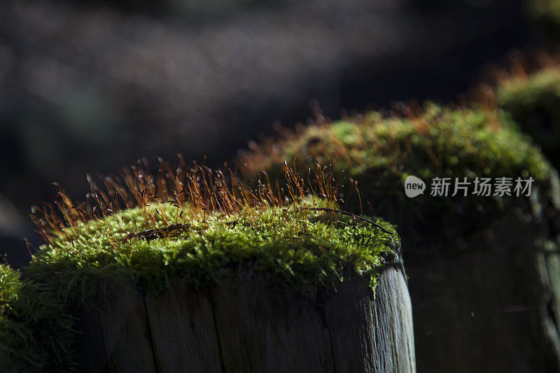 苔藓在帖子