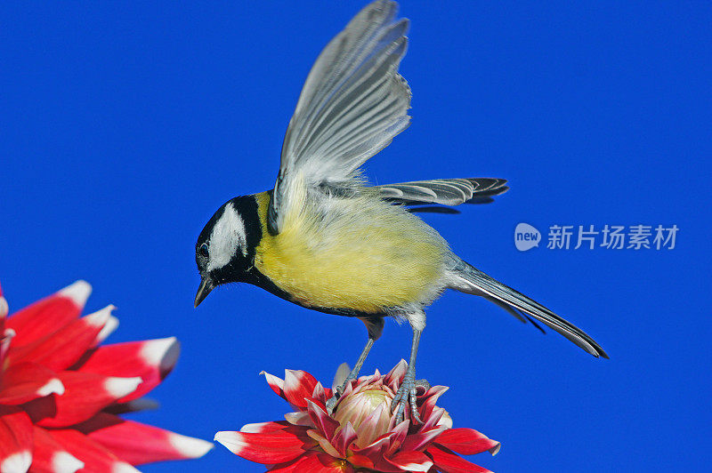 大丽花上的大山雀