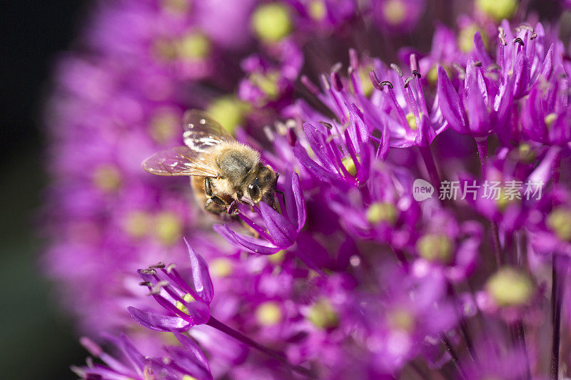 花上的蜜蜂