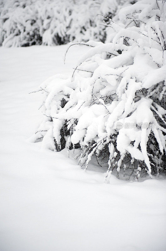 雪