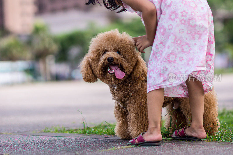 贵宾犬