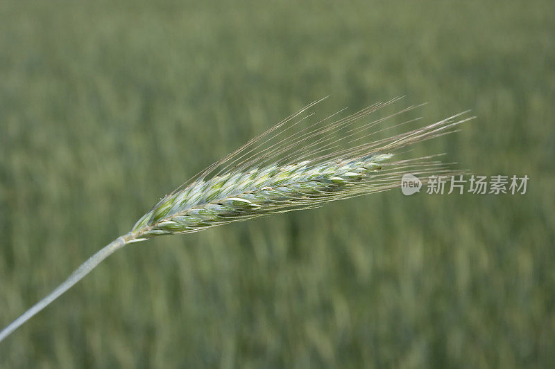 小麦植株特写，彩色图像