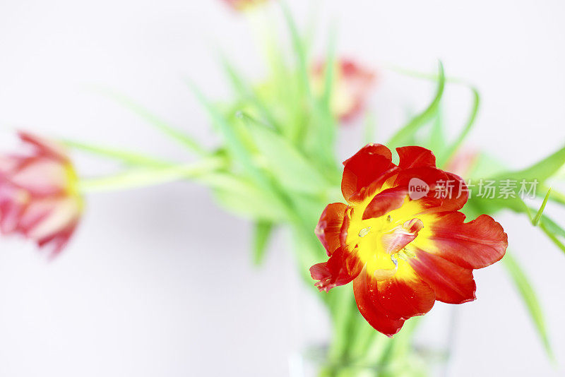 白色背景下的玻璃花瓶里的一束红色郁金香