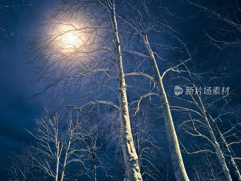 光秃秃的树在月光，夜晚，瑞典