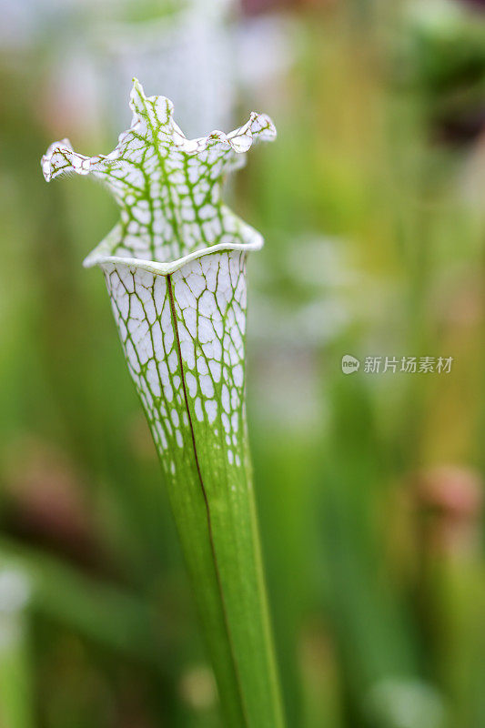 白色开花植物特写