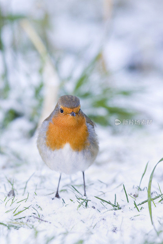 罗宾(红心rubecula)