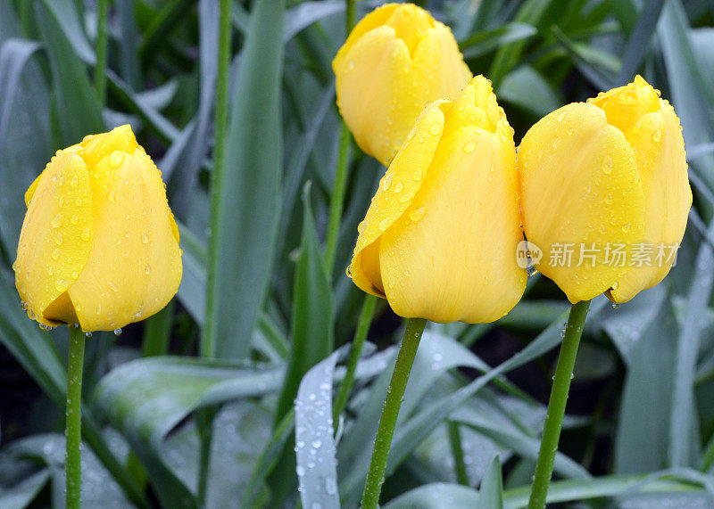 四月雨带来五月花