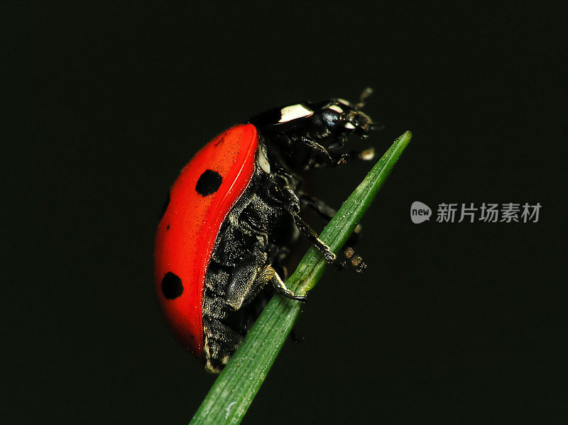 绿叶上的瓢虫-特写