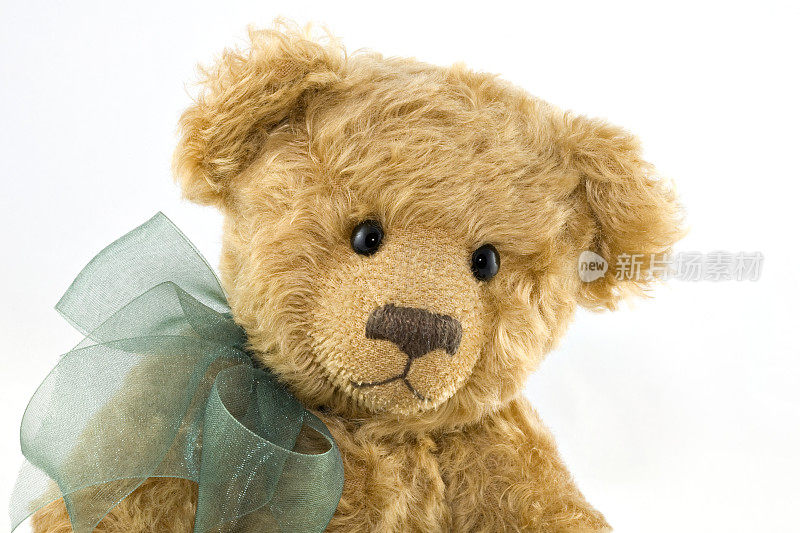 泰迪熊的肖像