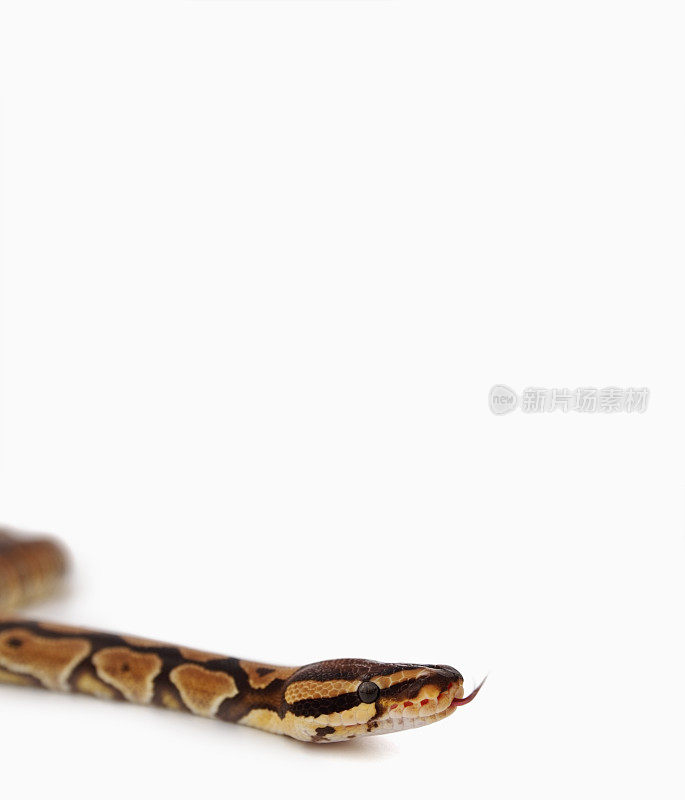 白色背景下孤立的蟒蛇特写