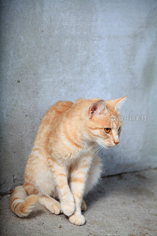 一只红色的猫靠近一堵肮脏的墙