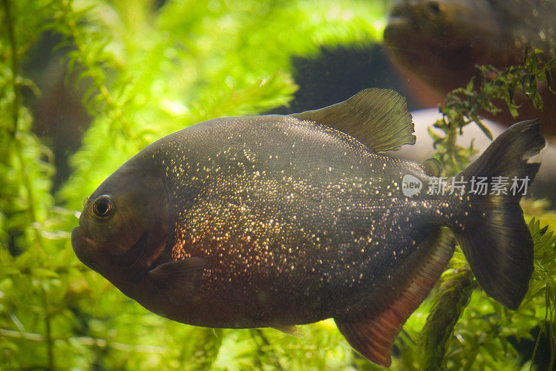 水族馆里的食人鱼