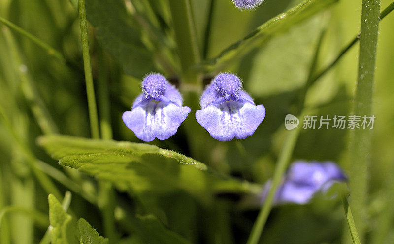 黄芩，黄芩，紫花成对