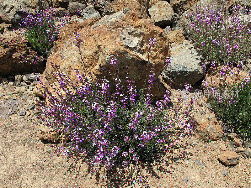 墙花?Teide (Erysimum scoparium)