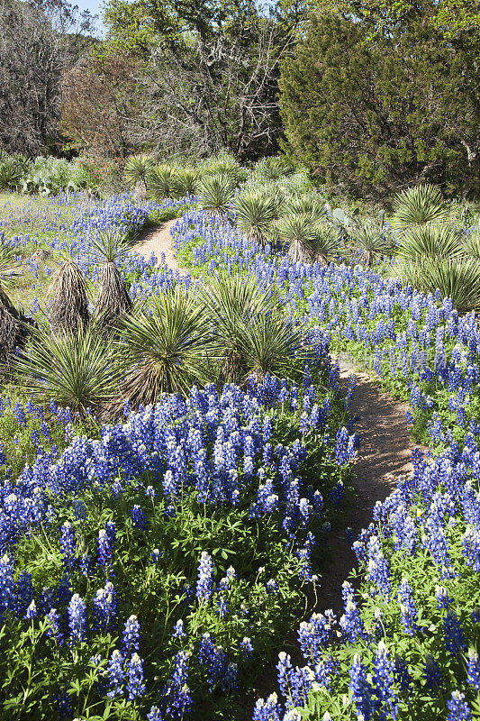 沿着墨克斯湖州立公园小径的德州蓝矢车菊