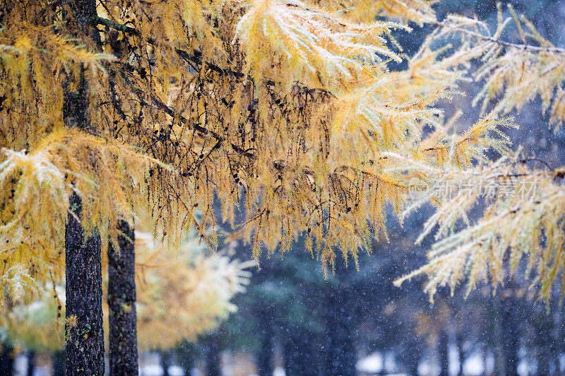 落叶松在降雪