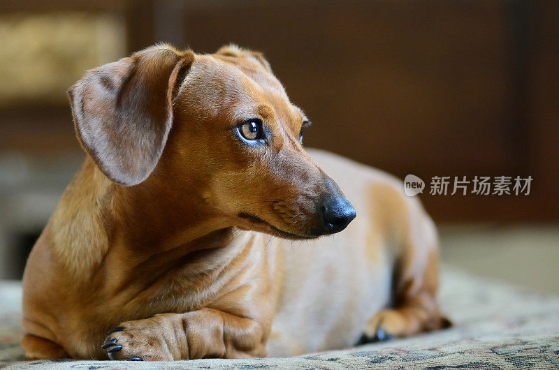 小红小猎犬