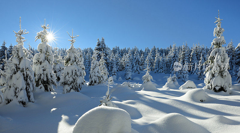 阳光照耀的冬季景观，云杉森林覆盖的雪