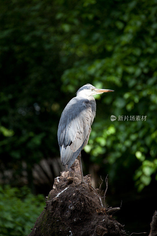 苍鹭(苍鹭)