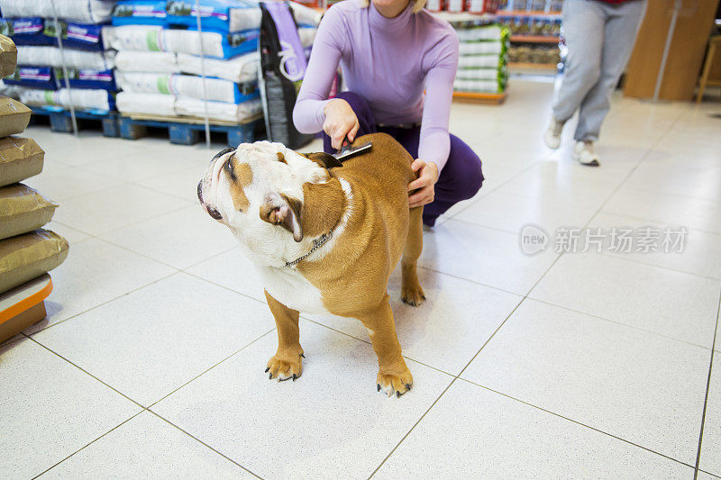 可爱的英国斗牛犬在宠物店…女主人正在给它梳毛