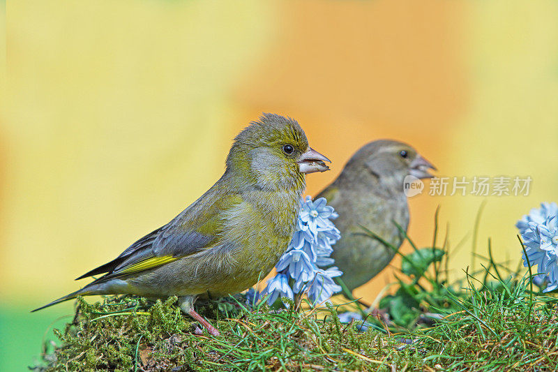 秃鹰greenfinch?s