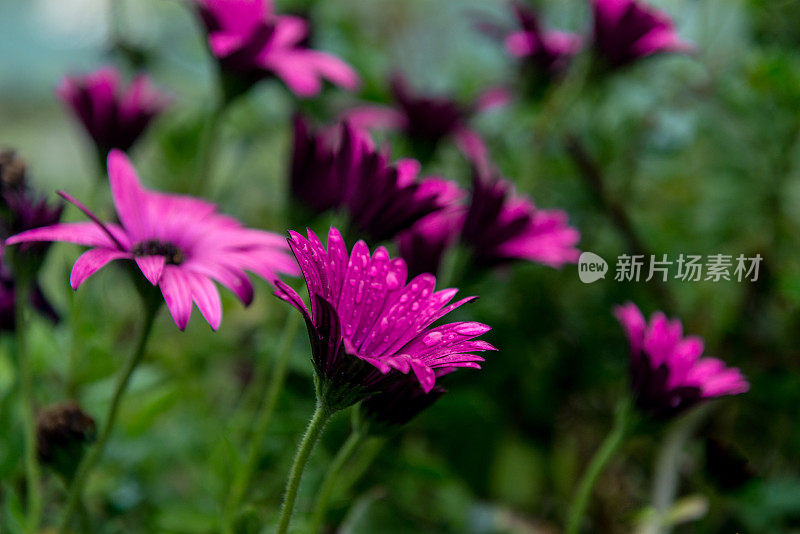 紫色雏菊花(菊科)，Cinfães，葡萄牙