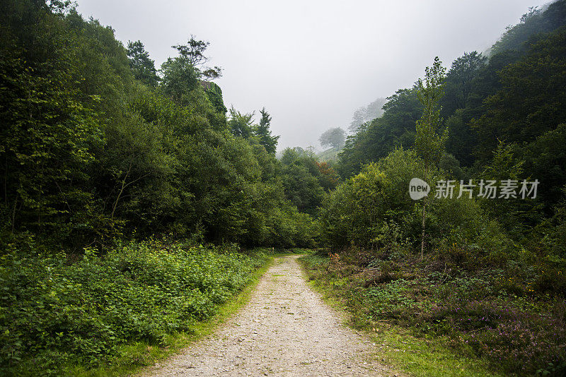 森林的路径