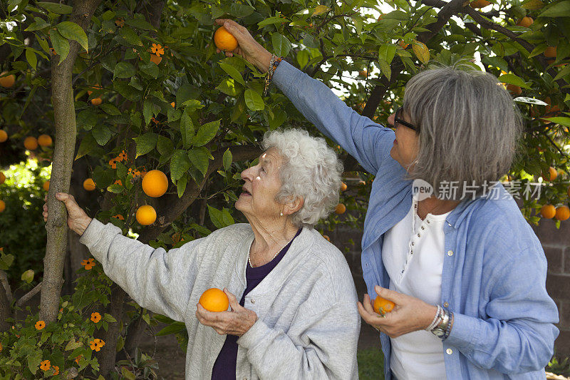 女儿帮助年迈的母亲摘橘子