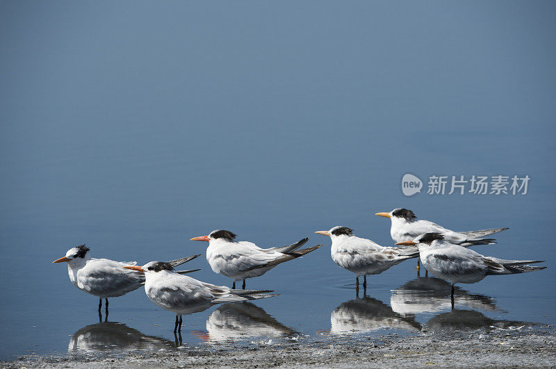 小群燕鸥站在岸上