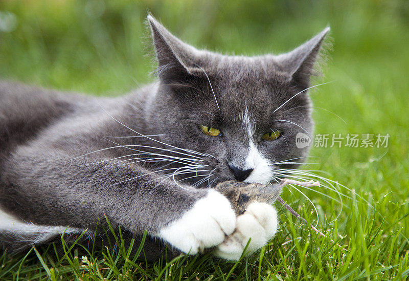 猫捉老鼠