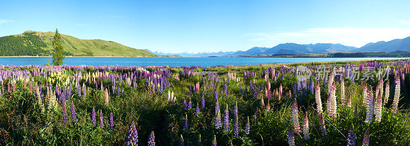 特卡波湖羽扇豆全景