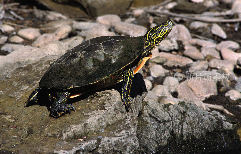 科罗拉多州南普拉特河沿岸的彩绘龟