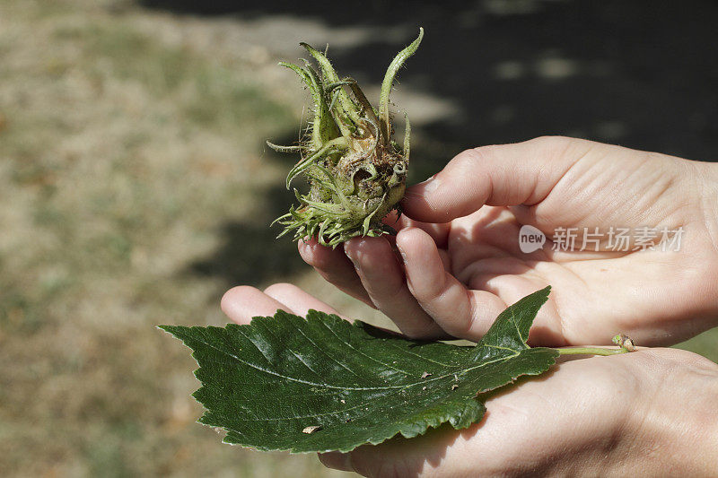 土耳其榛果，绿色，粘在手掌上的一簇