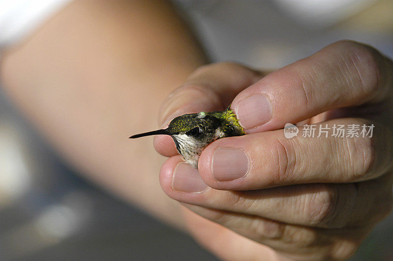 人类手握蜂鸟