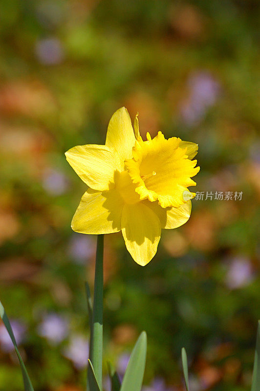 水仙花琼基拉