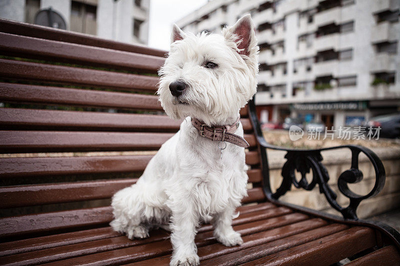 Westie狗在城市街道的长椅上